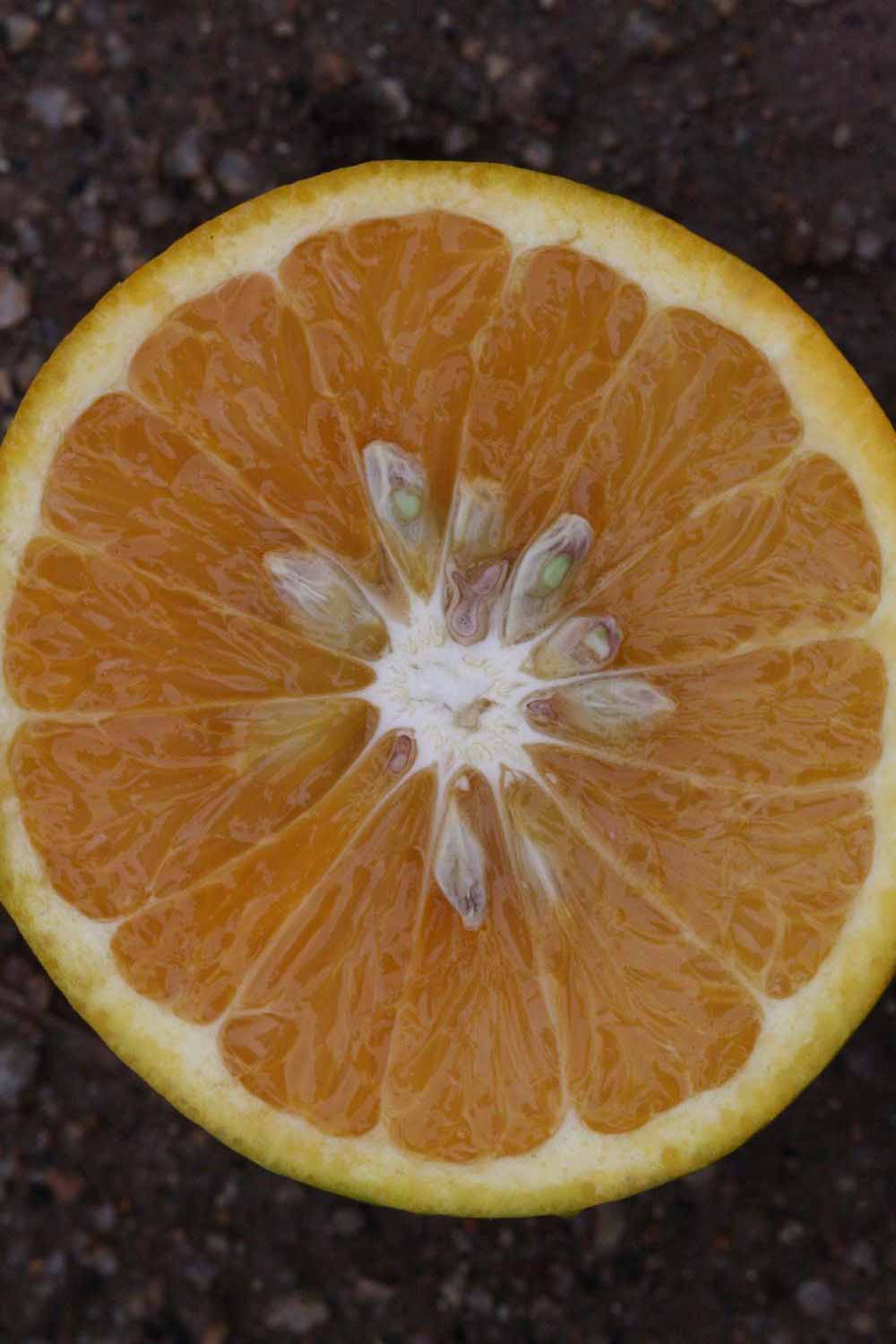            Fruit cross-section (Riverside, CA)   